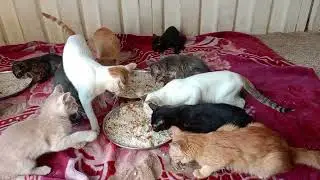 Feeding the homeless abandoned  newborn  cats and kittens | Animal Rescue videos | Cat Videos