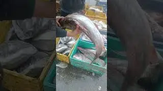 Water chestnut fish, Ghazipur market