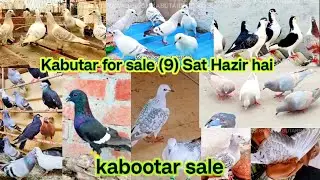 Kabutar for sale ||  (9) Sat Hazir hai 😍 kabootar sale