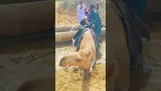 Camel load sounds style 🤣