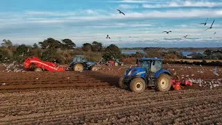 potatoes 25! pettits