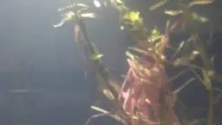 rotalia and java moss and hornwort coontail.aquascape.beginner.