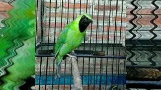 Greater Green Leafbird Male ( Chloropsis sonnerati )