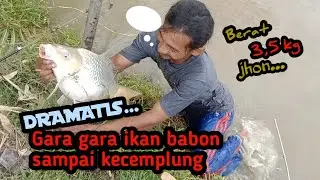 PENYELAMATAN IKAN BABON YANG SANGAT  MENEGANGKAN#ikanmas#strikebabon