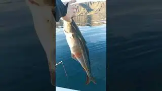 Fishing on Nordkapp Mager&oslash;ya Island Summer time! Ryby na Nordkappie
