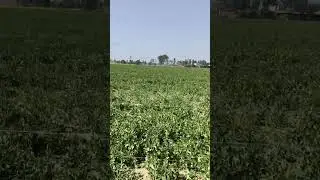 Mattar ka farm #nature #minivlog #vlog #village #villagevlog #farming #farm #trending #viral