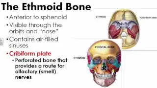 Cranial Bones and Sutures