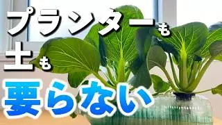 ペットボトルで青梗菜｜水耕栽培だけど4回も収穫できた