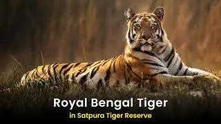 Royal Bengal Tiger in Satpura Tiger Reserve | Rare Morning Sighting in the Wild #royalbengaltiger
