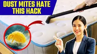 Stop Dust Mites from Infesting Your Bedding & Sofas Today!