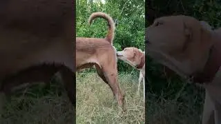 #animals #beautiful #puppy #like #usa #viral #video