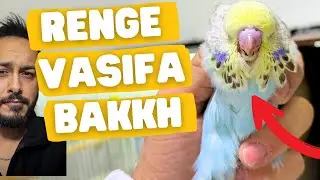 ÜST VASIF SHOW JUMBO ÜRETİMHANE GEZDİK ! YENİ YAVRULAR #muhabbetkuşu
