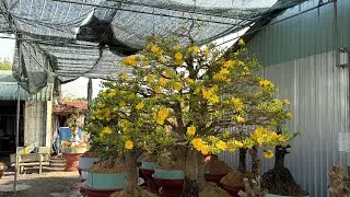 Xem lại 2 cây sieu bông HM nở rộ thế nào / thời điểm nào phun thuốc chống rụng cánh hoa 