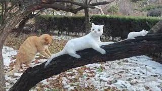 A grandpa made a snow cat and a snow mouse in the park&hellip; and a real cat showed up.