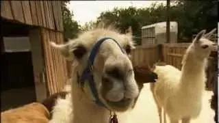 Blue Peter's Matt Baker visits Catanger Llamas