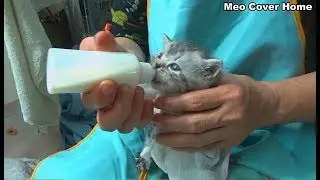 Baby Cat Drinking Milk from Feeding Bottle | Kittens Being Bottle Fed | Meo Cover Home