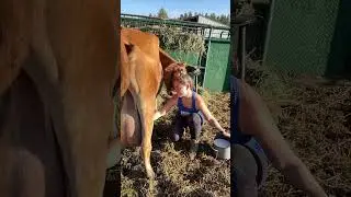This never gets old&hellip;.. #shorts #hunting #yellowstone #ranch #cows #funny #everythingeichler
