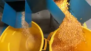 Corn Screening
