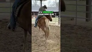 Understanding Equine Behavior | Horses Never Forget
