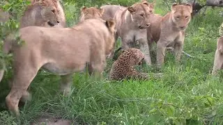 LEOPARD IS ATTACKED BY  LION PRIDE.WILL IT SURVIE?AMAZING ANIMAL DOCUMENTARY
