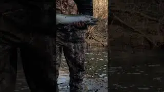 Steelhead in Indiana