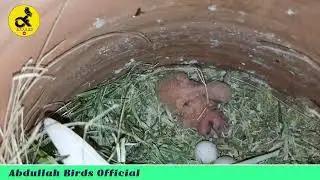 Love birds Ke Niche Australian bird ke bacche #lovebirds #australianbirds #breeding #budgies