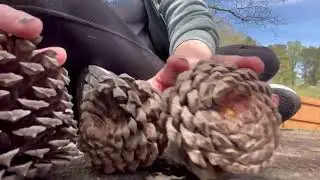 Tingly pine cones ASMR!! 🌲