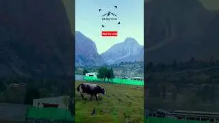 Real King of the mountains! 🏔️🐃 domestic Yak🐂#yakfight #biganimals #tibet #wildlife #wildlifeshorts