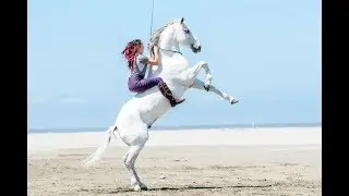 ~Dreams~ [ Beach Trip with the Horses 2017 ] HD 4K