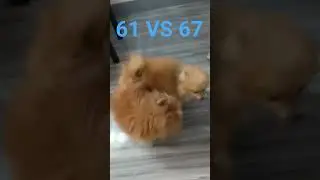 61 vs 67