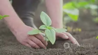 How organic fertilizer help in plant growth