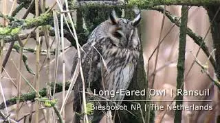 Long-eared Owl | Ransuil