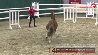 14 Dimension AT - FS Golden Highlight - Dressman I