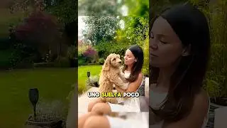 Cockapoo &iexcl;El perro m&aacute;s tierno y activo! 😍🐶