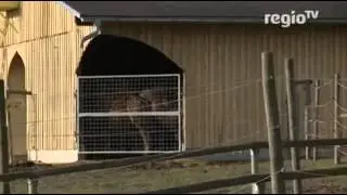 Brand auf Kamelfarm in Rotfelden.wmv