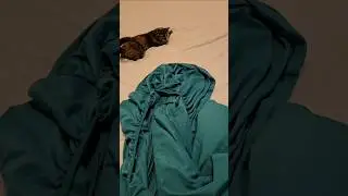 Helping Mommy change the sheets! 😺 #catsofyoutube #sunshinethecat #cats #catlovers #cutecats #pets
