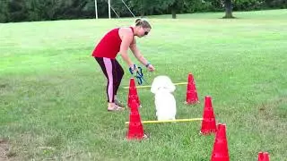 Bichon Freeeeze