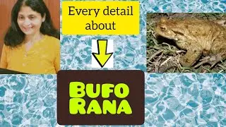 Homeopathy | Bufo Rana | Keynotes | Toad | Personality | Rubrics | Homeopathy