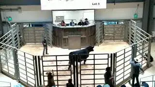 Western Elite Female Sale, NWSS, Denver, CO