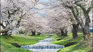 [4k] Kanonji River Cherry Blossom