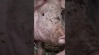 Ils vont &agrave; l&rsquo;abattoir (ils ont 6 mois).