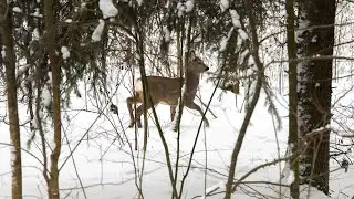 Zima w Puszczy Knyszyńskiej