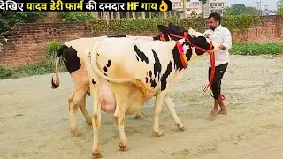 Top Breed HF Cows Available For Sale At Yadav Dairy Farm / देखिए यादव डेरी फार्म की दमदार HF गाय👌