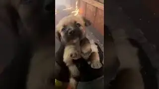 Child's Puppy Rescued From Under the Burning House #shorts #rescue