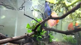 Raising Discus Artificially Breeding Day5-2 (Documentary)