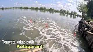 TERNYATA KAKAP PUTIH KELAPARAN!! Mancing kakap putih