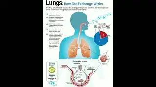 Lungs : How gas exchange works #doctor #shortsfeed #short #shortsvideo