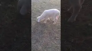 #Cute Lamb Video #