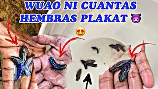 LES COMPRO BETTAS HEMBRAS PITBULL😵 A DON MIGUEL BETTAS 🐠 WUAO NI CUANTAS HEMBRAS TRAIMOS 😍 🐳🐬🐳