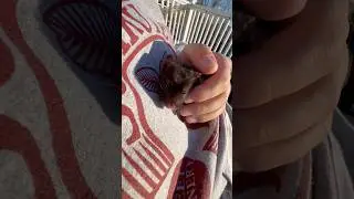 #hamster #syrianhamster #cute #pets #rat #hamstershorts #cuteanimals #fyp #explore #smallanimals